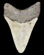 Megalodon Tooth - North Carolina #53241-2